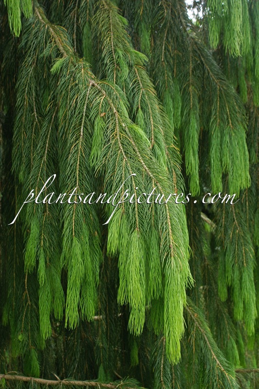 Picea smithiana