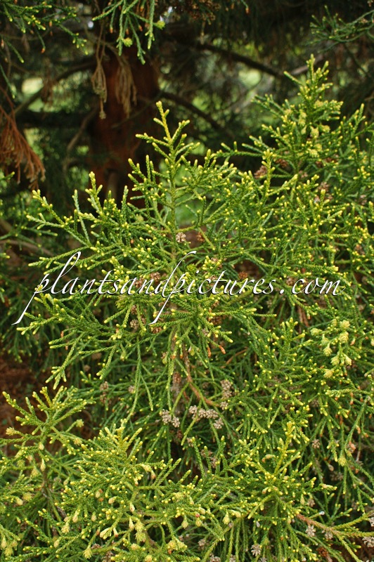 Athrotaxis laxifolia