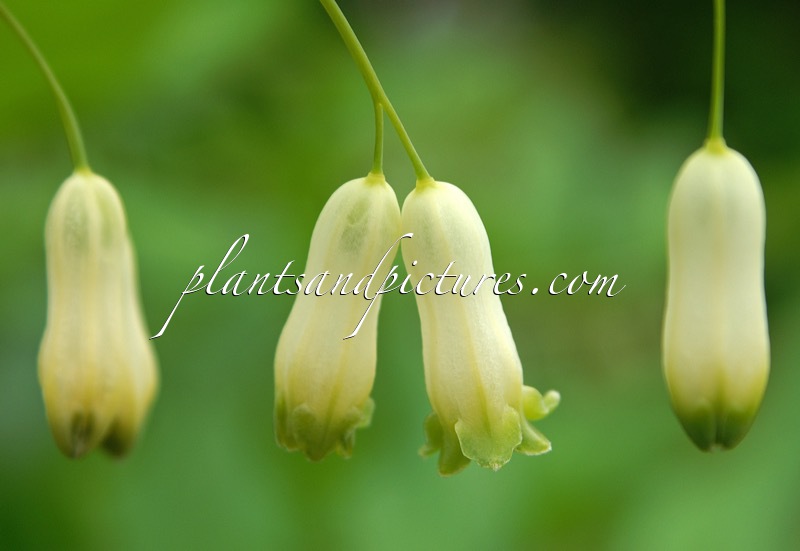 Polygonatum odoratum
