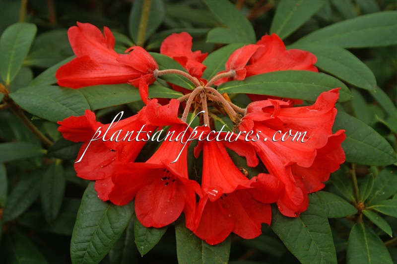 Rhododendron ‘May Day’