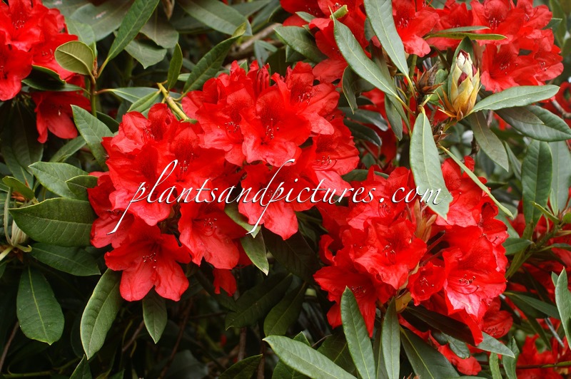 Rhododendron griercaster