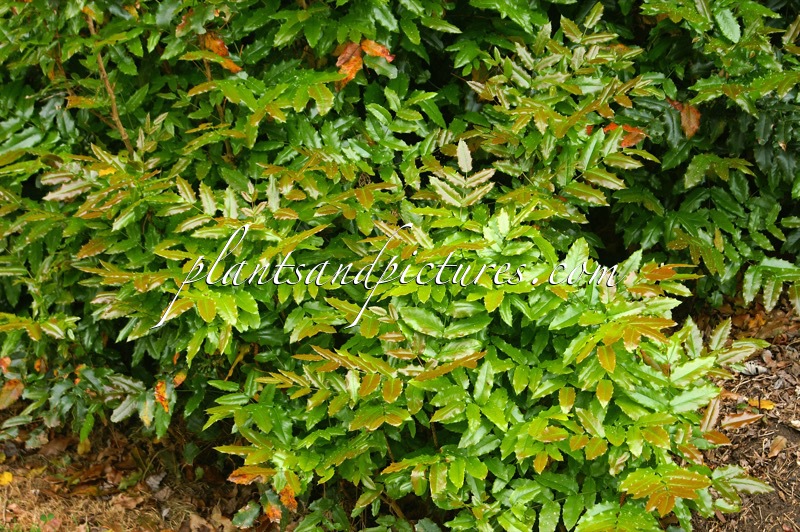 Mahonia aquifolium ‘Atropurpurea’