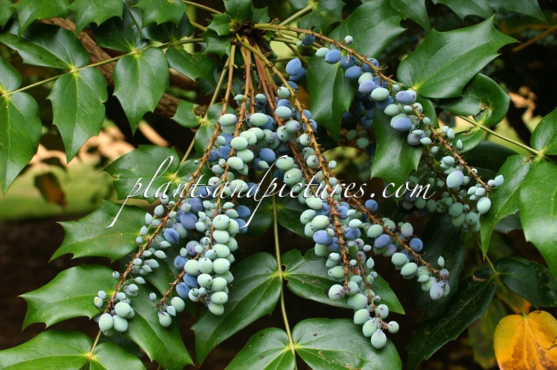 Mahonia media ‘Arthur Menzies’