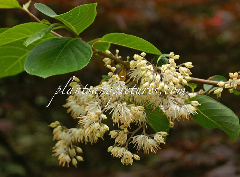 Pterostyrax psilophyllus