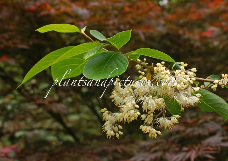 Pterostyrax psilophyllus