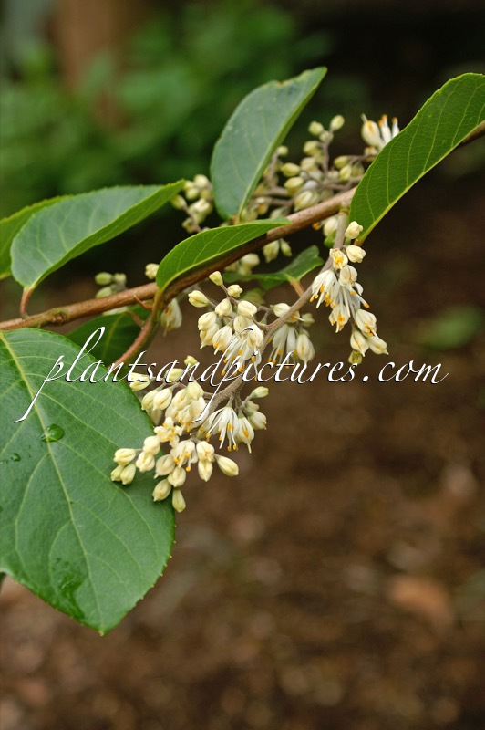 Pterostyrax psilophyllus