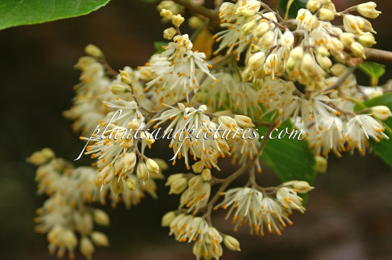 Pterostyrax psilophyllus