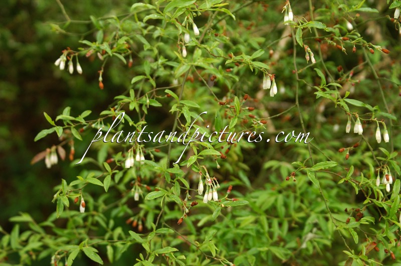 Vaccinium griffithianum