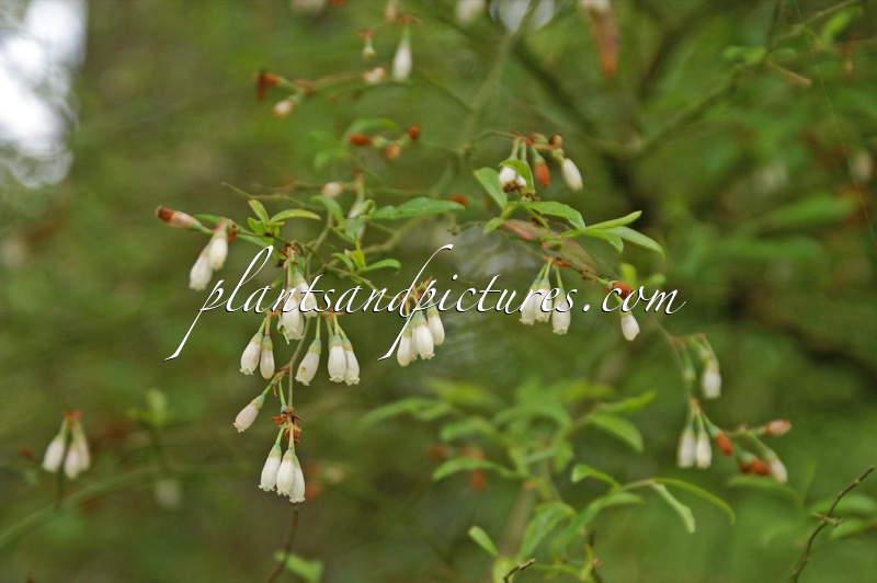 Vaccinium griffithianum
