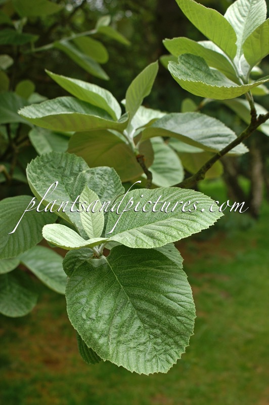 Sorbus thibetica ‘John Mitchell’
