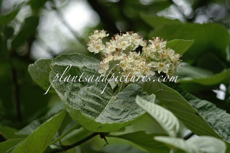 Sorbus thibetica ‘John Mitchell’