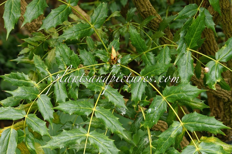Mahonia siamensis