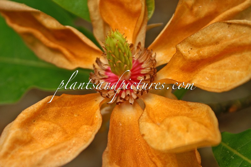 Magnolia ‘Charles Coates’
