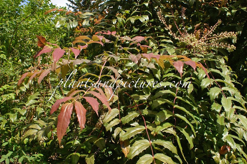 Mahonia ‘Esmee’