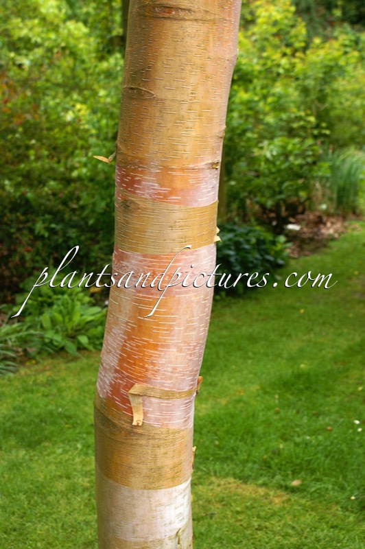 Betula albosinensis