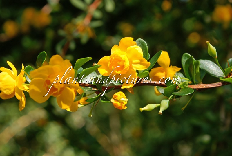 Berberis cabrerae