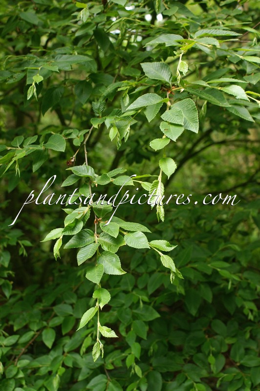 Betula chichibuensis