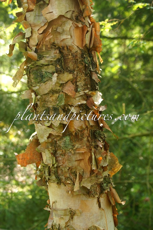 Betula nigra