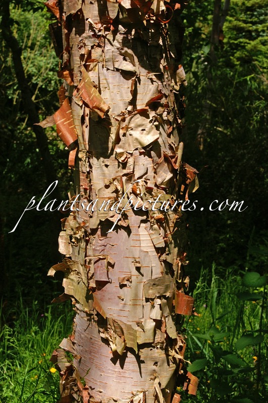 Betula davurica