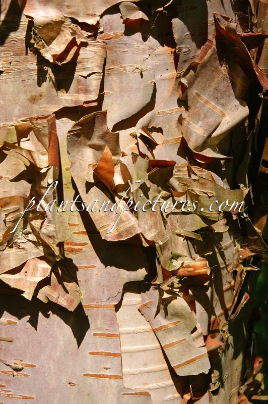 Betula davurica