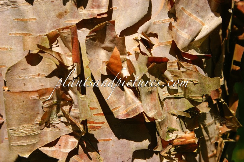 Betula davurica