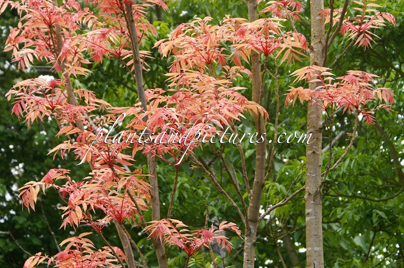 Toona sinensis ‘Flamingo’