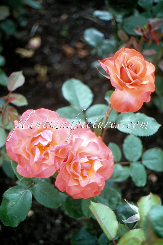 Rosa ‘Dicuptight’ (TINTINARA)