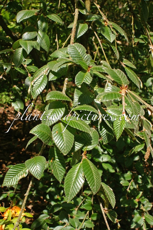 Betula delavayi x Betula calcicola