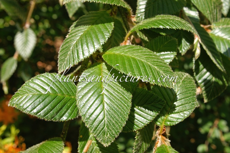 Betula delavayi x Betula calcicola