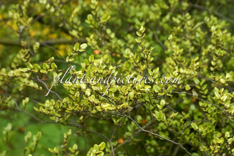 Nothofagus solanderi