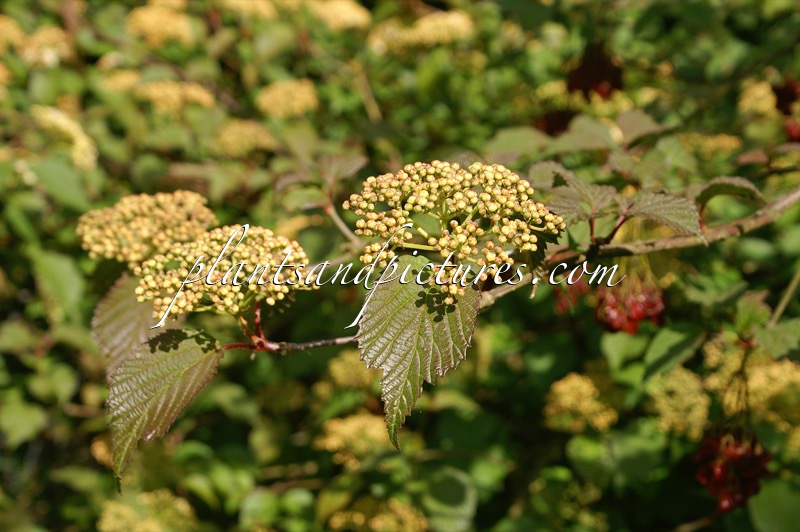 Viburnum hupehense