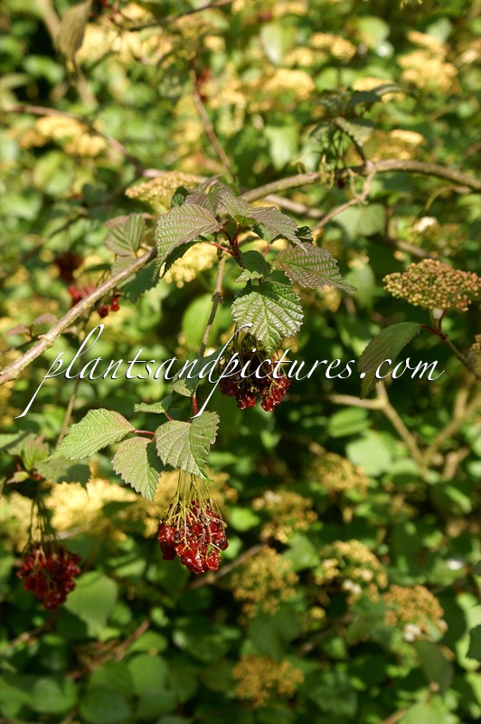 Viburnum hupehense