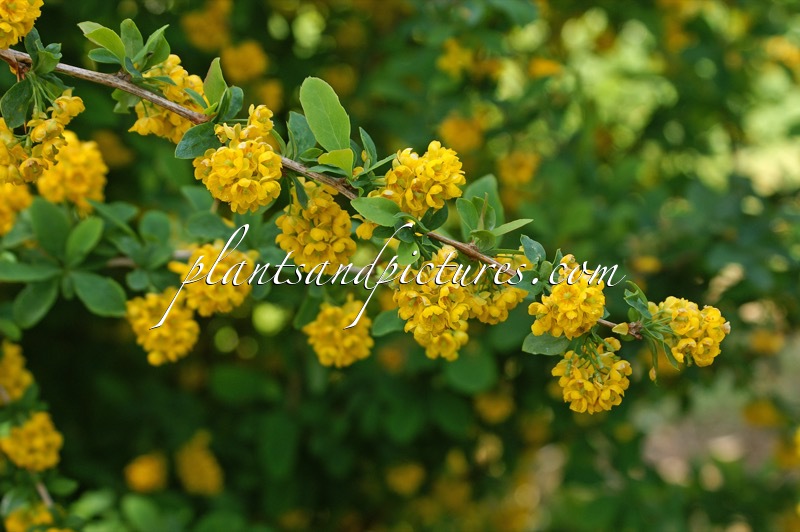 Berberis maderensis