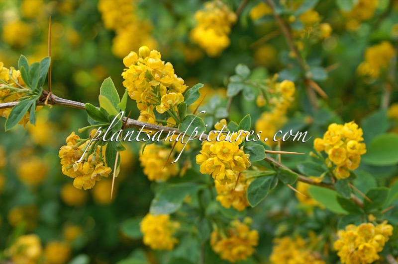 Berberis maderensis