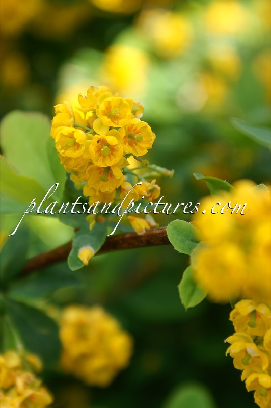 Berberis maderensis