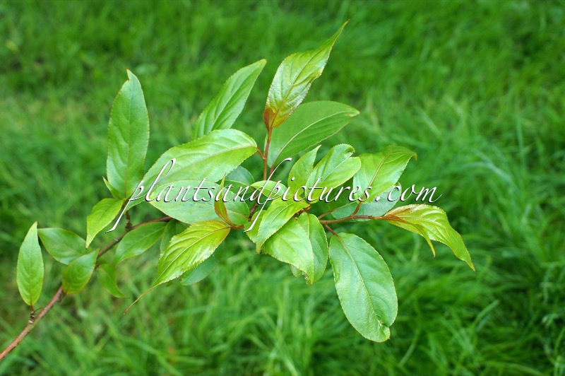 Stachyurus himalaicus