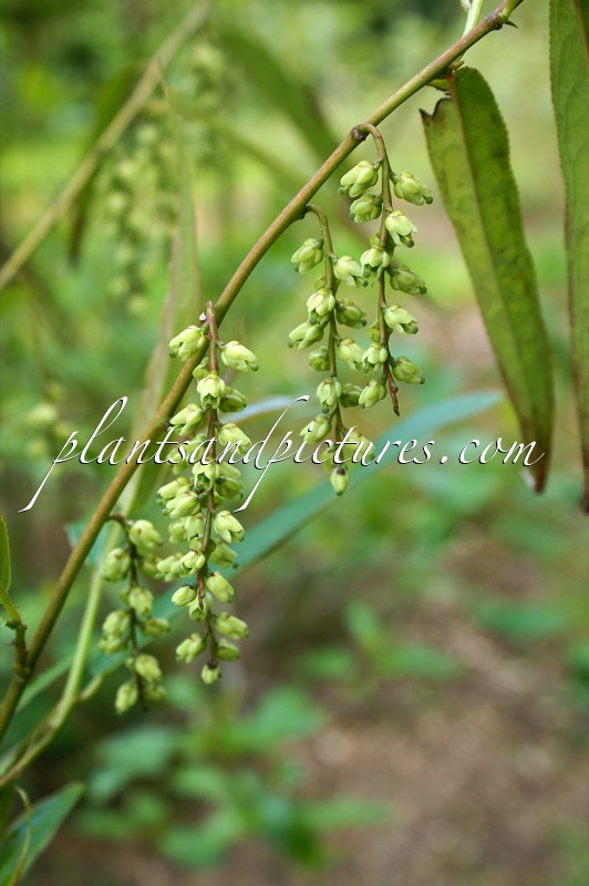 Stachyurus salicifolius