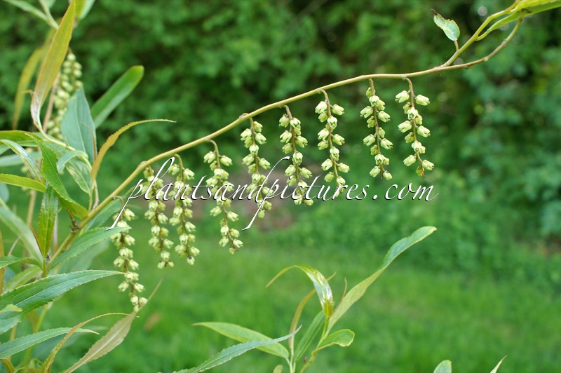 Stachyurus salicifolius