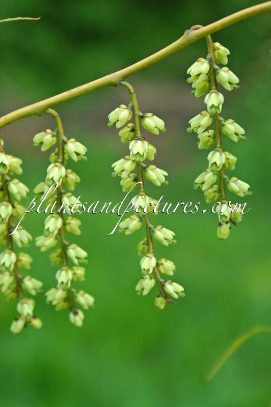 Stachyurus salicifolius