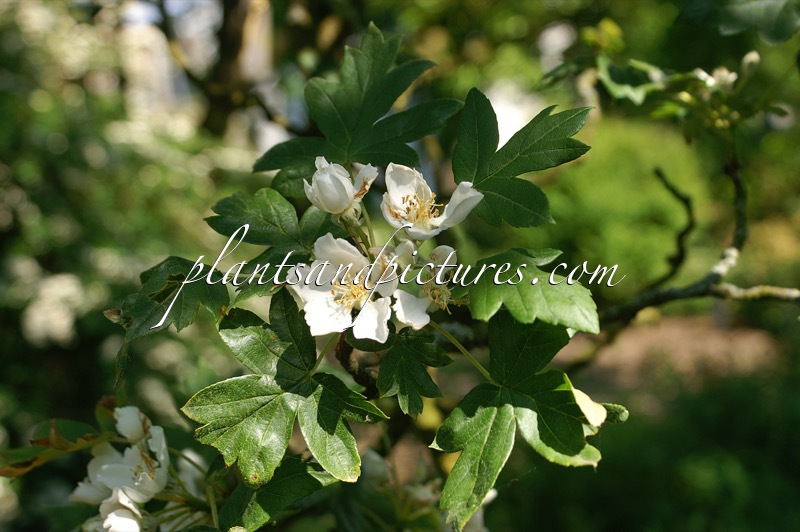 Malus trilobata