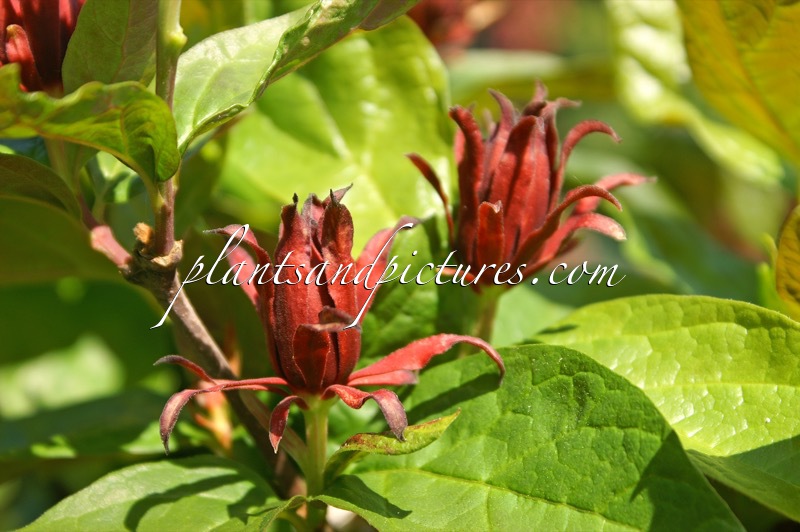 Calycanthus floridus ‘Purpureus’