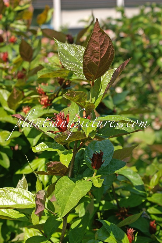Calycanthus floridus ‘Purpureus’
