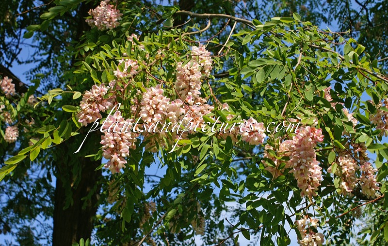 Robinia holdtii