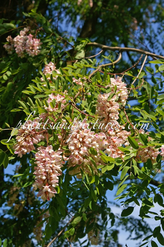Robinia holdtii