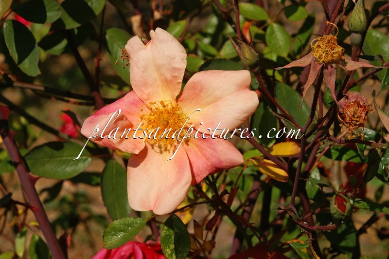 Rosa ‘Mutabilis’