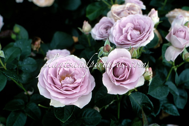 Rosa ‘Korkultop’ (BLUE BAJOU)