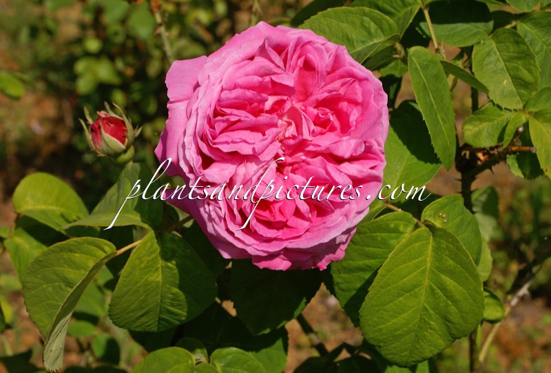 Rosa ‘Reine Victoria’