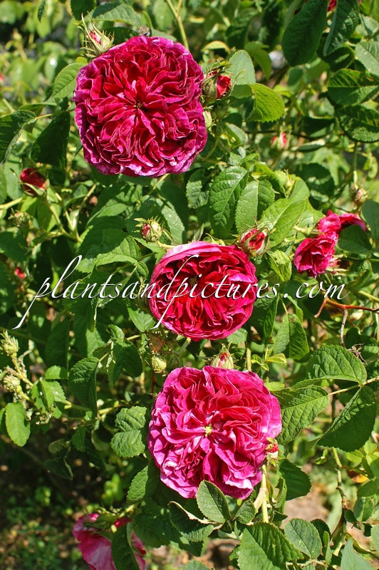 Rosa ‘Charles de Mills’