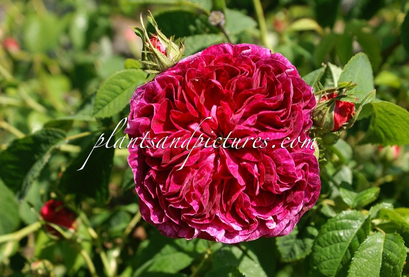 Rosa ‘Charles de Mills’