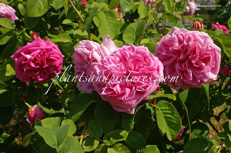 Rosa ‘Duc de Fitzjames’